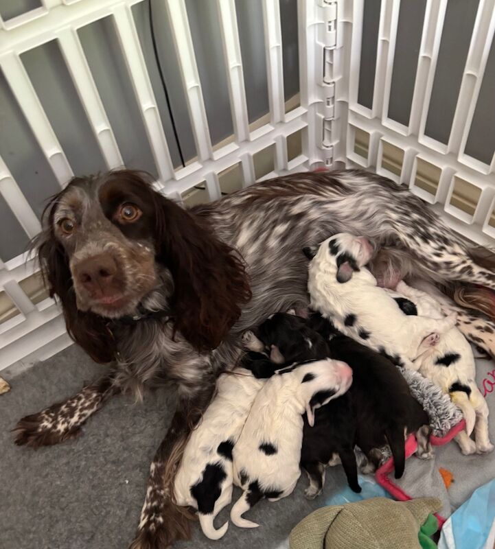 Cockapoo puppies for sale in Surrey – 1 week old - Image 6 of 15