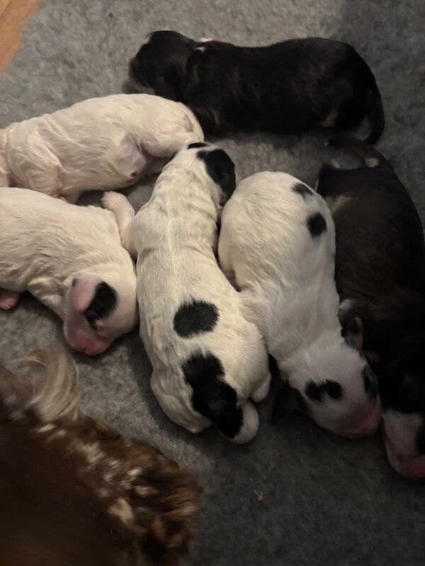 Cockapoo puppies for sale in Surrey – 1 week old - Image 7 of 15