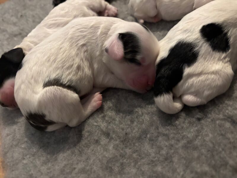 Cockapoo puppies for sale in Surrey – 1 week old - Image 8 of 15