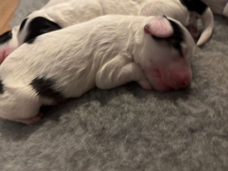Cockapoo puppies for sale in Surrey – 1 week old - Image 9 of 15