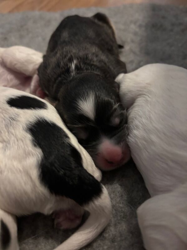 Cockapoo puppies for sale in Surrey – 1 week old - Image 10 of 15