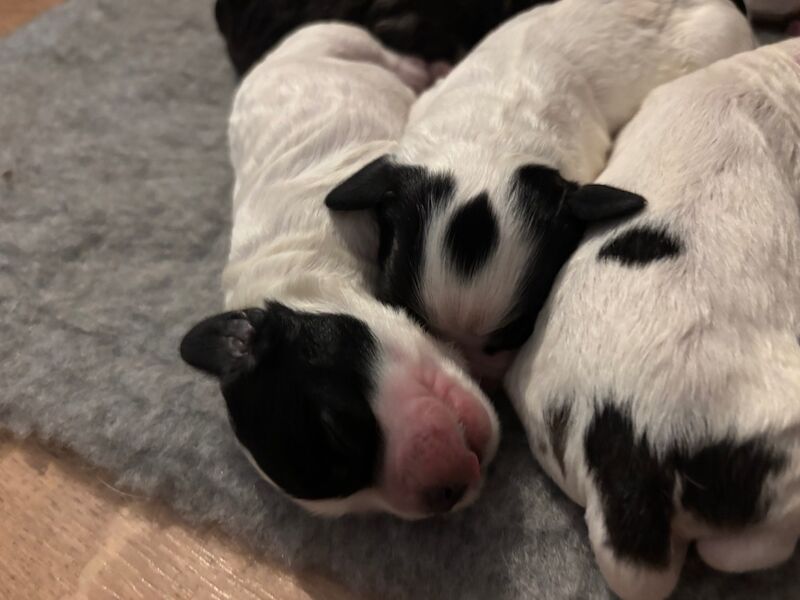 Cockapoo puppies for sale in Surrey – 1 week old - Image 11 of 15