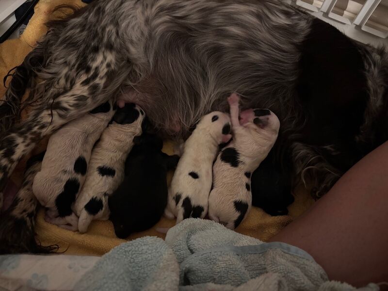 Cockapoo puppies for sale in Surrey – 1 week old - Image 13 of 15