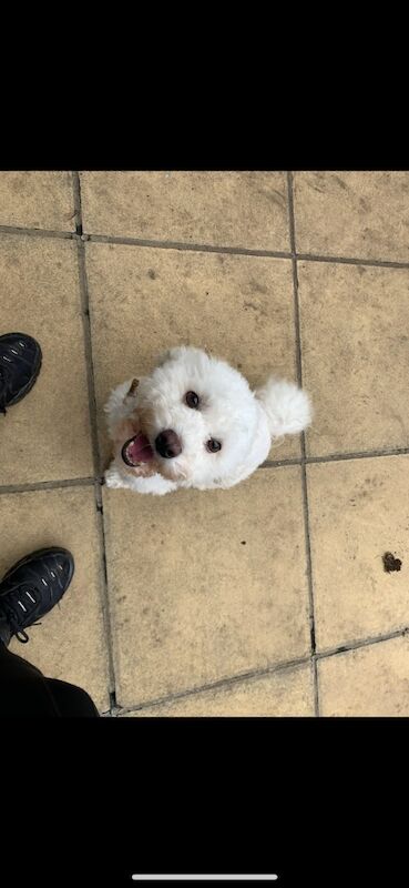 Cockapoo puppies for sale in Surrey – 1 week old - Image 14 of 15