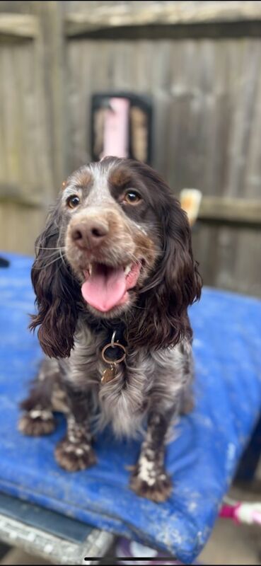 Cockapoo puppies for sale in Surrey – 1 week old - Image 15 of 15