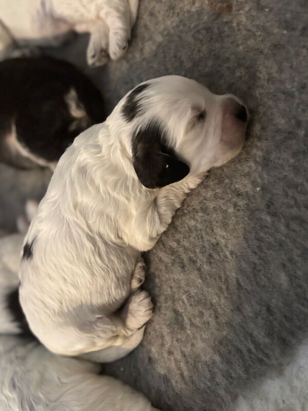 Cockapoo puppies for sale in Surrey – 2 weeks old - Image 14 of 15