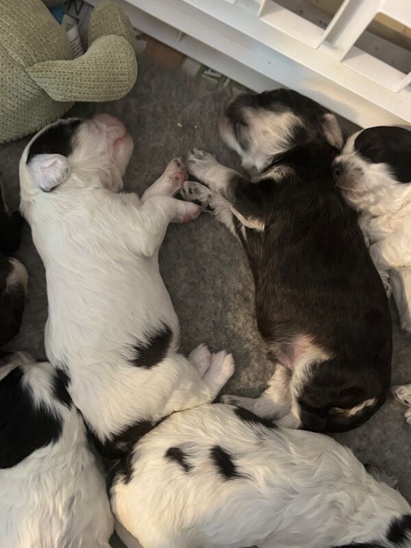 Cockapoo puppies for sale in Surrey – 2 weeks old - Image 15 of 15