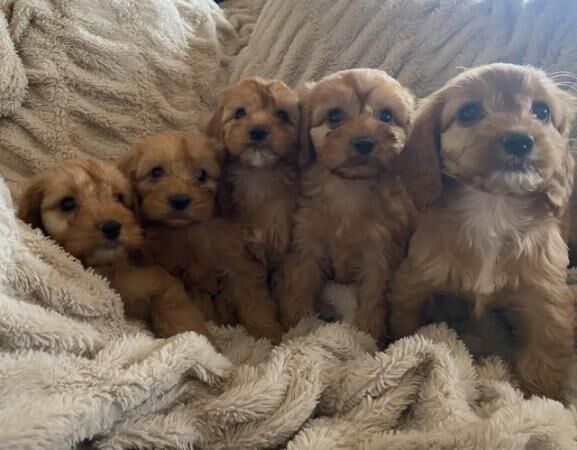 Cockapoo puppies for sale in Thirsk, North Yorkshire – 1 year old - Image 2 of 5