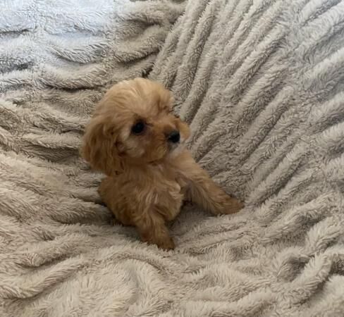 Cockapoo puppies for sale in Thirsk, North Yorkshire – 1 year old - Image 3 of 5