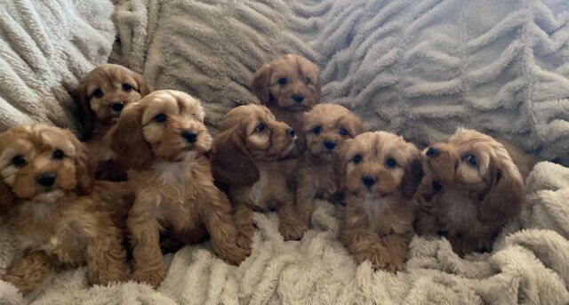 Cockapoo puppies for sale in Thirsk, North Yorkshire – 1 year old - Image 4 of 5