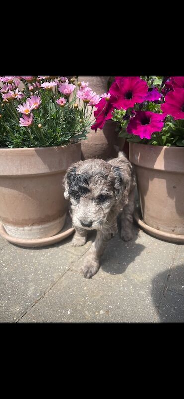 Miniature Cockapoo Puppies For Sale