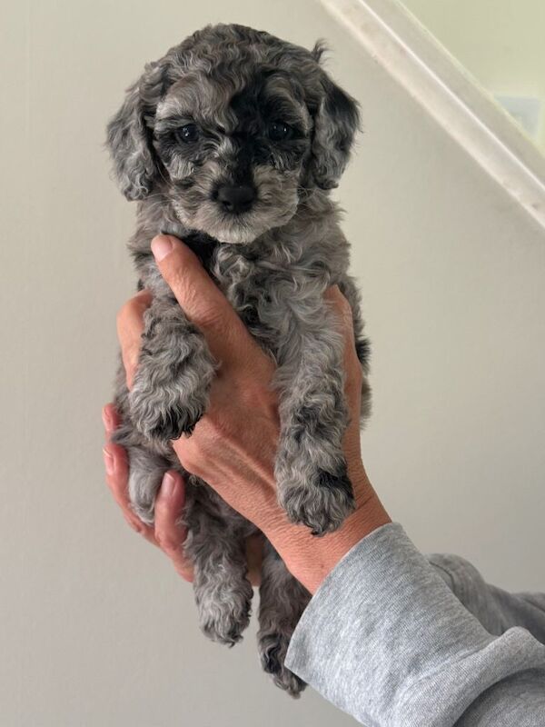 Beautiful litter of f2 cockapoo puppies
