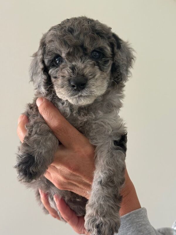 Beautiful litter of f2 cockapoo puppies - Image 2 of 5