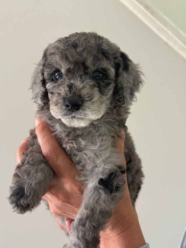 Beautiful litter of f2 cockapoo puppies - Image 3 of 5