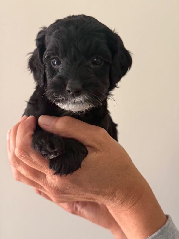 Beautiful litter of f2 cockapoo puppies - Image 4 of 5