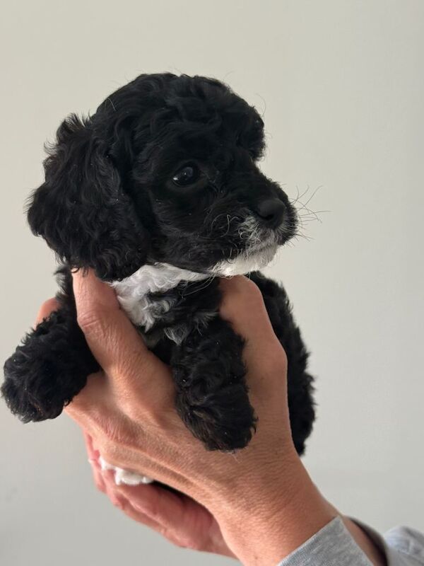 Beautiful litter of f2 cockapoo puppies - Image 5 of 5