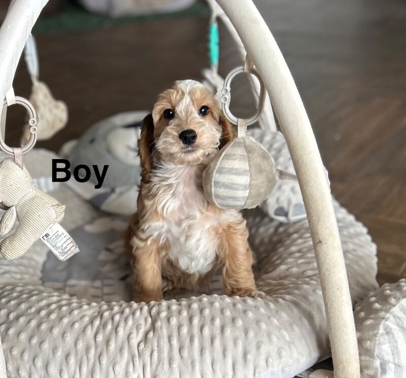 Beautiful litter of light colour cockapoo puppies - Image 3 of 4
