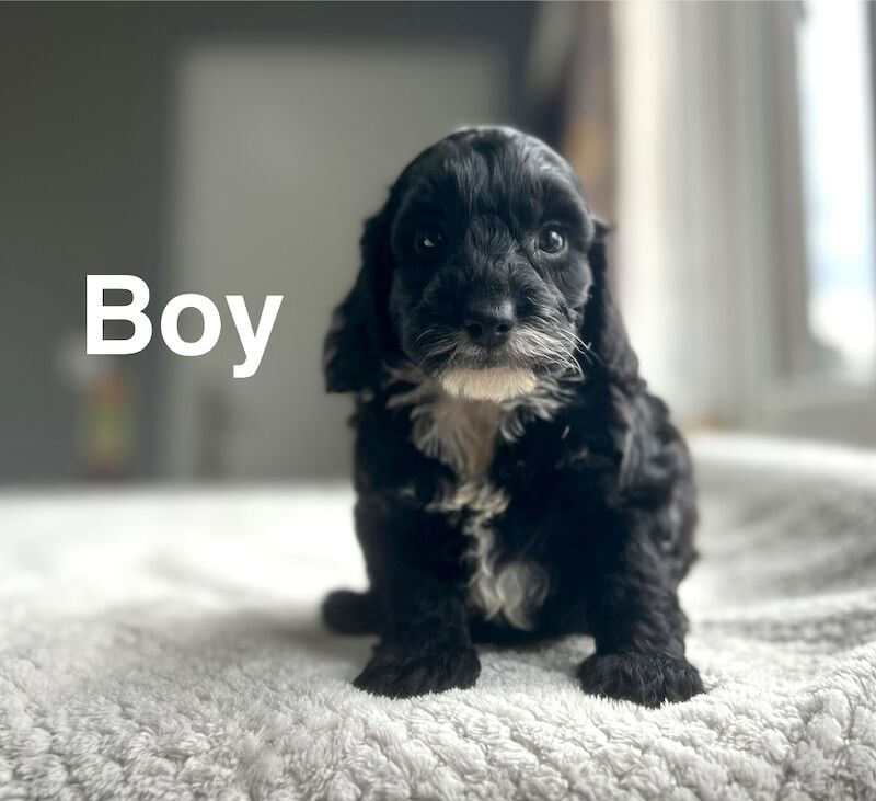 Beautiful litter ready for a family from 17th July - Image 2 of 7