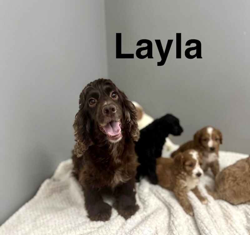 Beautiful litter ready for a family from 17th July - Image 4 of 7