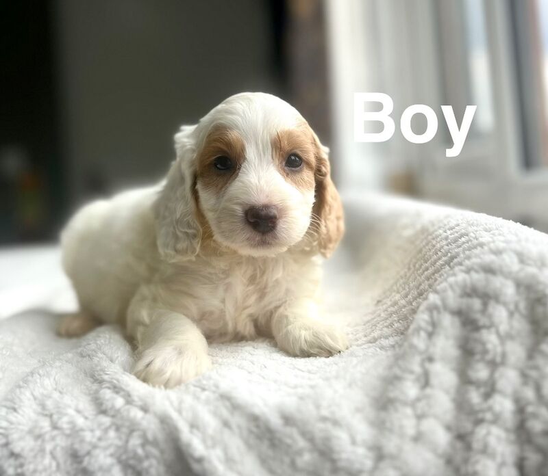 Beautiful litter ready for a family from 17th July - Image 7 of 7