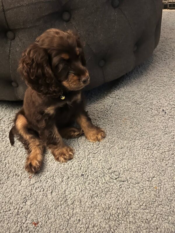 Cockapoo puppies for sale in Oakham, Rutland – 11 weeks old