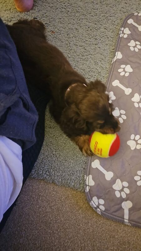 Cockapoo puppies for sale in Oakham, Rutland – 3 months old - Image 2 of 3
