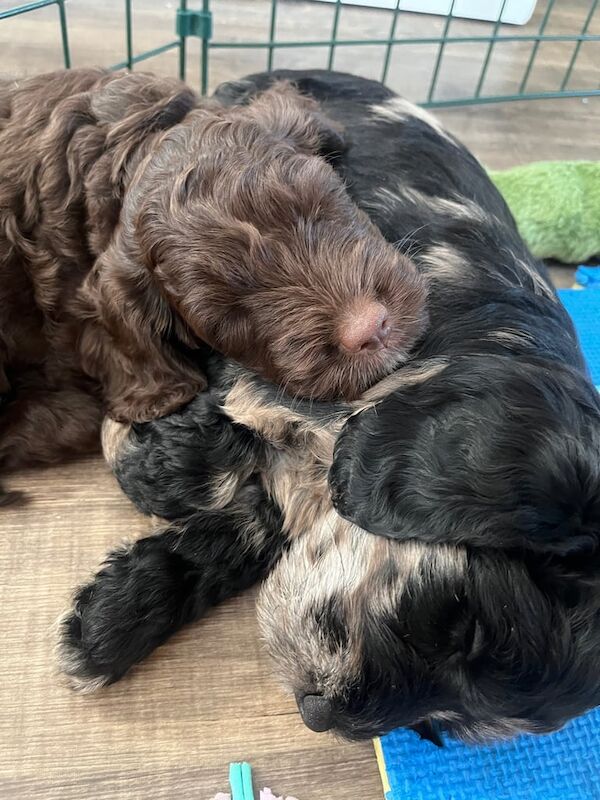 Cockapoo puppies for sale in Gillingham, Kent – 6 weeks old