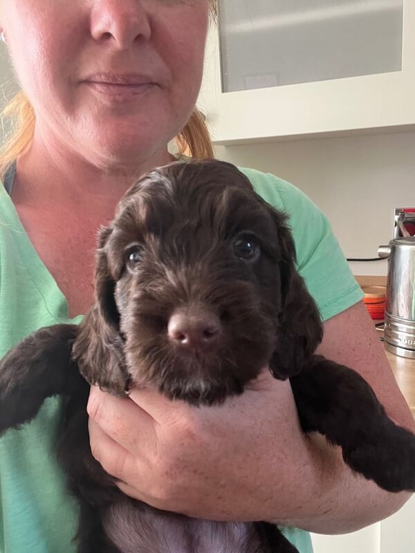 Cockapoo puppies for sale in Gillingham, Kent – 6 weeks old - Image 2 of 3