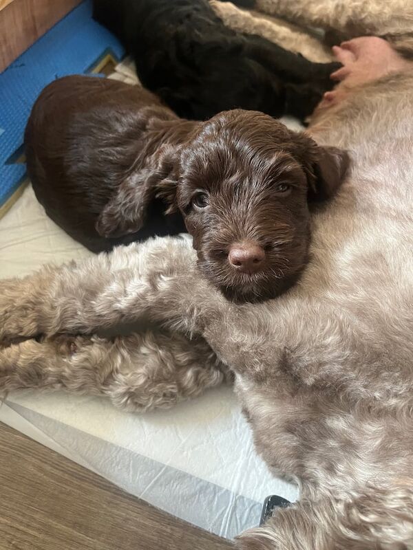 Cockapoo puppies for sale in Gillingham, Kent – 6 weeks old - Image 3 of 3