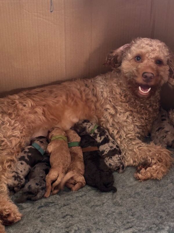 beautiful merle cockapoo puppies