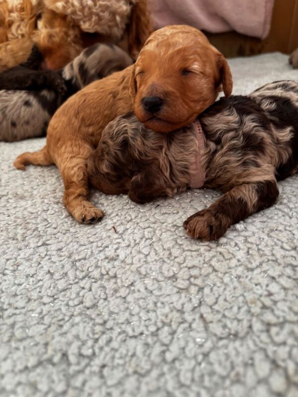 beautiful merle cockapoo puppies - Image 2 of 5