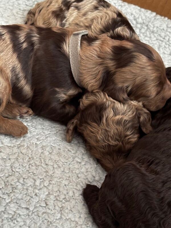 beautiful merle cockapoo puppies - Image 3 of 5