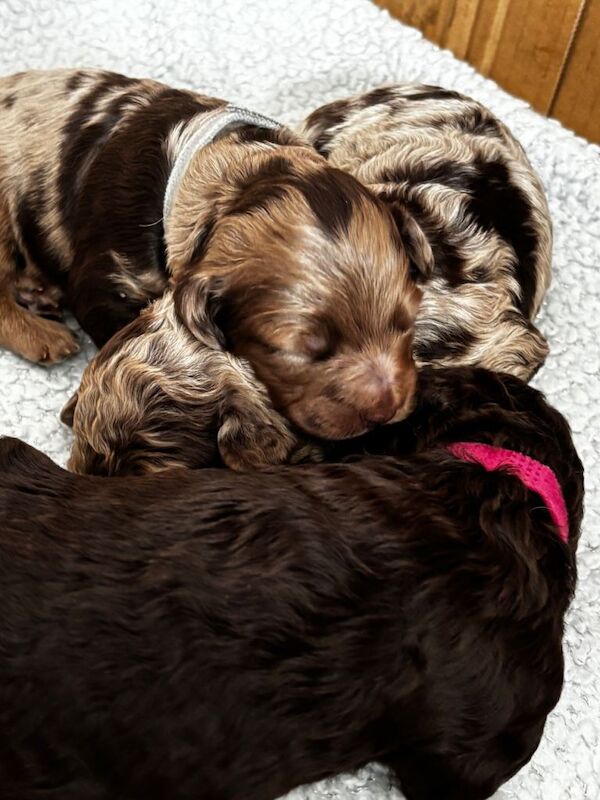 beautiful merle cockapoo puppies - Image 4 of 5