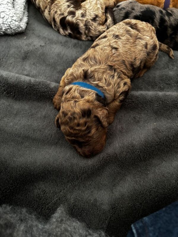 beautiful merle cockapoo puppies - Image 5 of 5