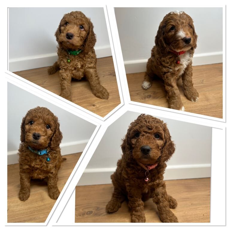 Cockapoo puppies for sale in Blackford, City of Edinburgh – KC registered, 6 weeks old