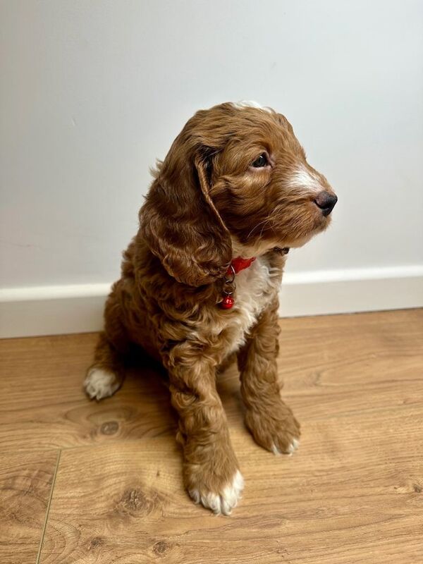 Cockapoo puppies for sale in Blackford, City of Edinburgh – KC registered, 7 weeks old - Image 2 of 3