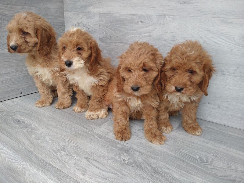 Beautiful red F1 boys and girls ready now for sale in Cwmdu, Swansea | Image 3