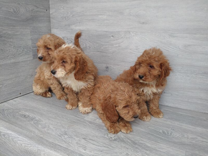 Beautiful red F1 boys and girls ready now for sale in Cwmdu, Swansea | Image 4