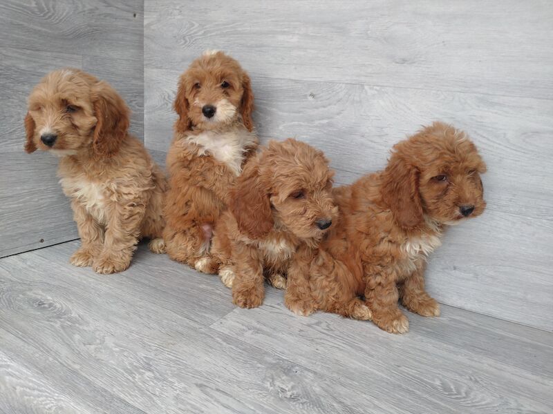 Cockapoo puppies for sale in Cwmdu, Swansea – 1 year old - Image 5 of 6