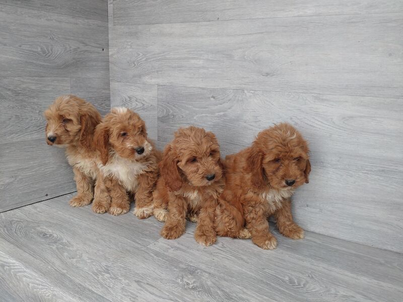 Beautiful red F1 boys and girls ready now for sale in Cwmdu, Swansea | Image 2