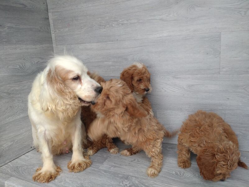 Cockapoo puppies for sale in Cwmdu, Swansea – 1 year old - Image 6 of 6