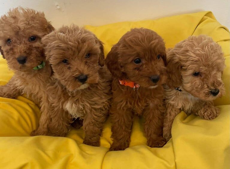 Cockapoo puppies for sale in Ingatestone, Essex – 11 months old - Image 1 of 3