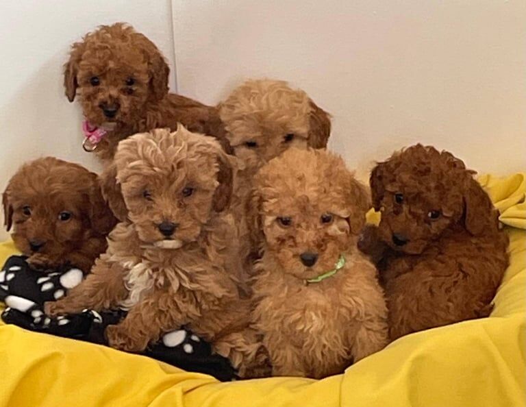 Cockapoo puppies for sale in Ingatestone, Essex – 11 months old - Image 2 of 3