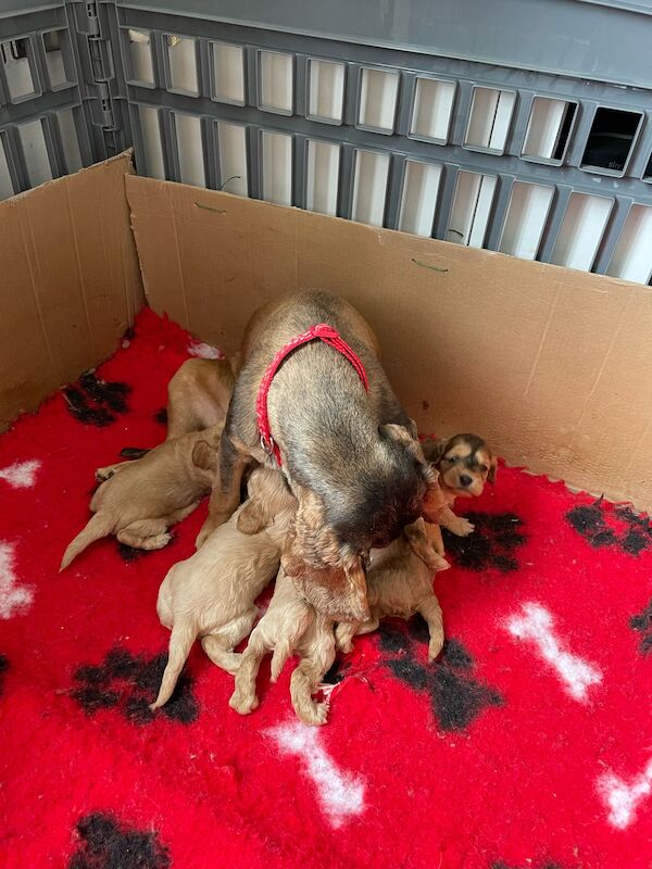 Cockapoo puppies for sale in Stoke-on-Trent, Staffordshire – 1 year old - Image 2 of 5