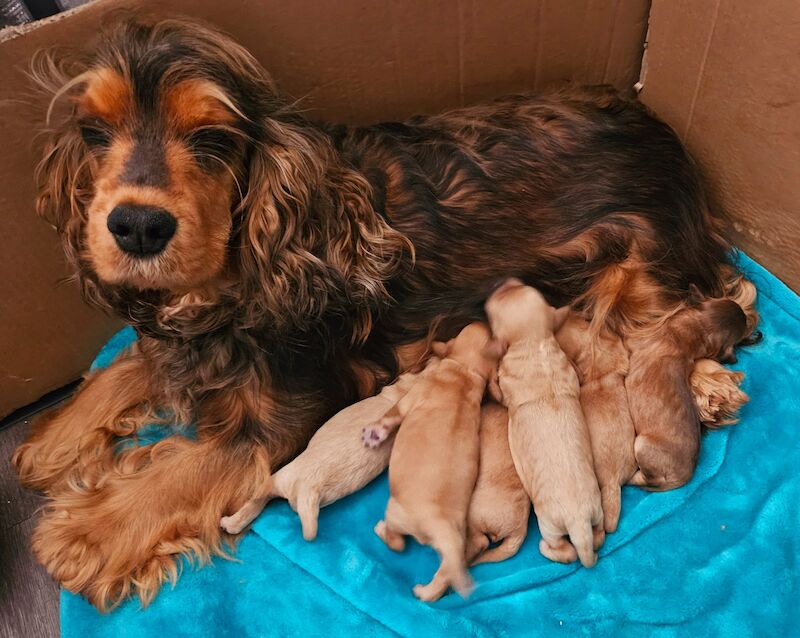 Beautiful russian cockapoo boy for sale in Stoke-on-Trent, Staffordshire | Image 3