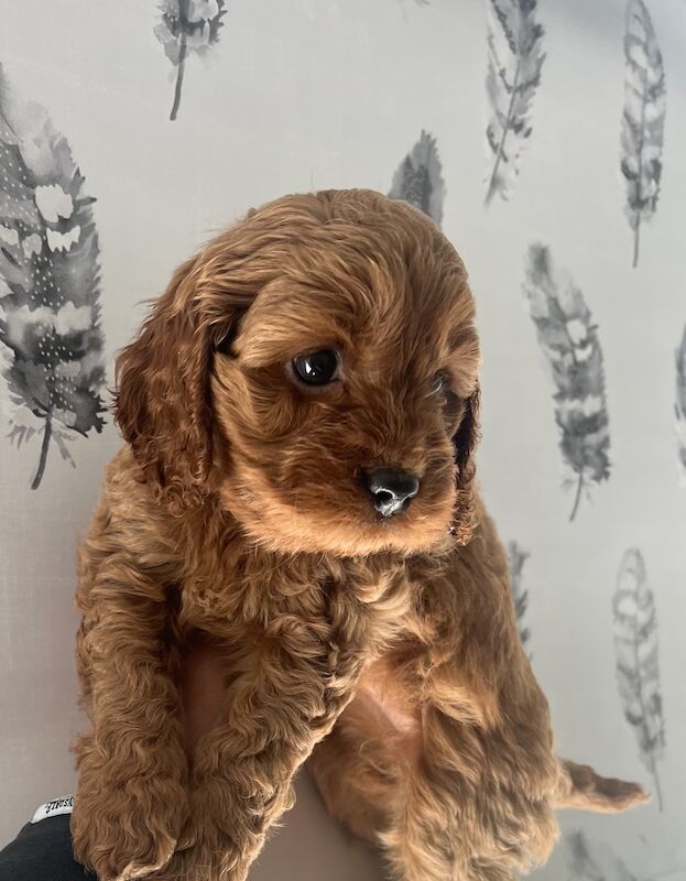 Beautiful russian cockapoo boy for sale in Stoke-on-Trent, Staffordshire