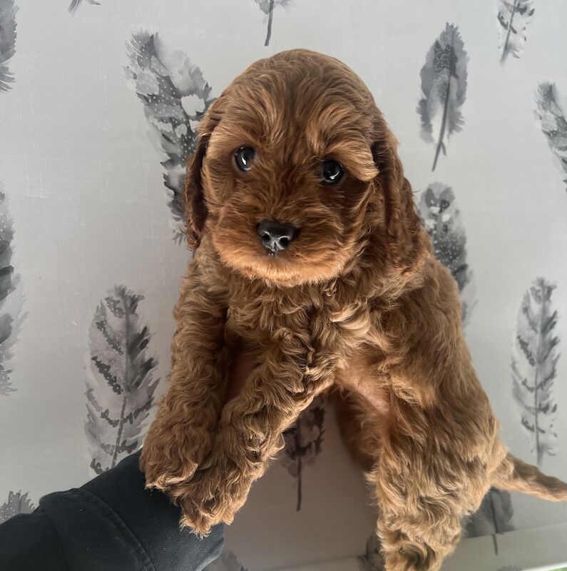 Beautiful russian cockapoo boy for sale in Stoke-on-Trent, Staffordshire - Image 4