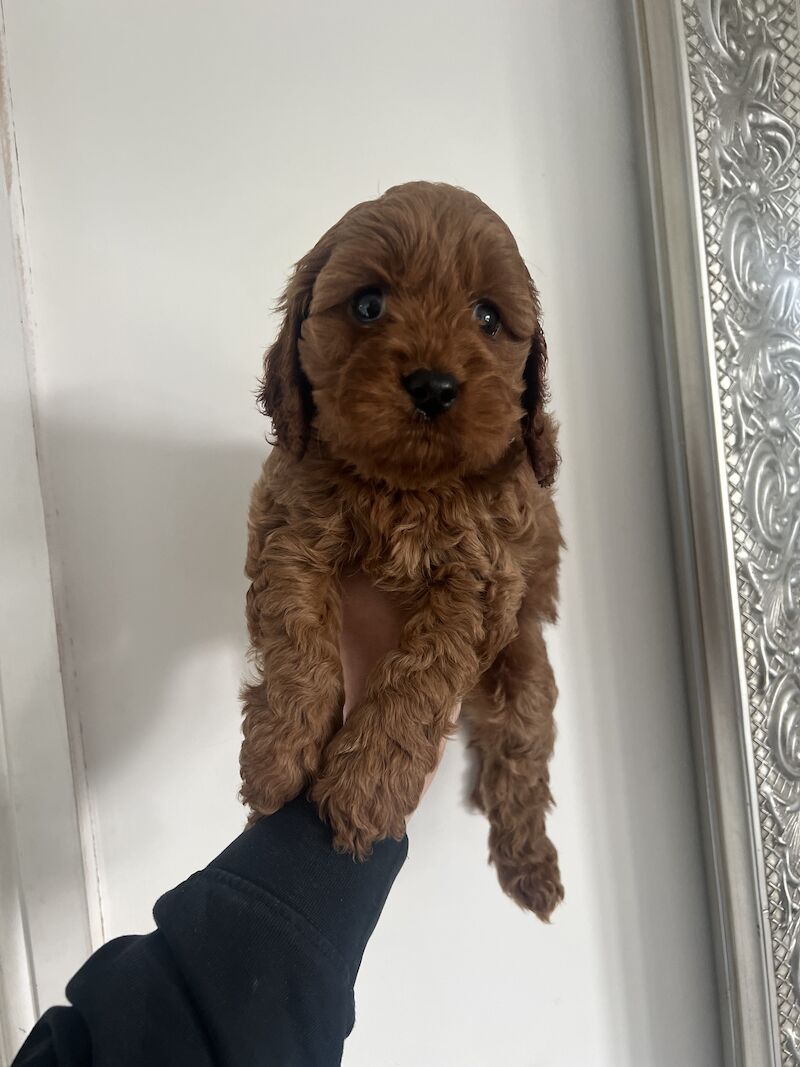 Cockapoo puppies for sale in Stoke-on-Trent, Staffordshire – 1 year old - Image 5 of 5