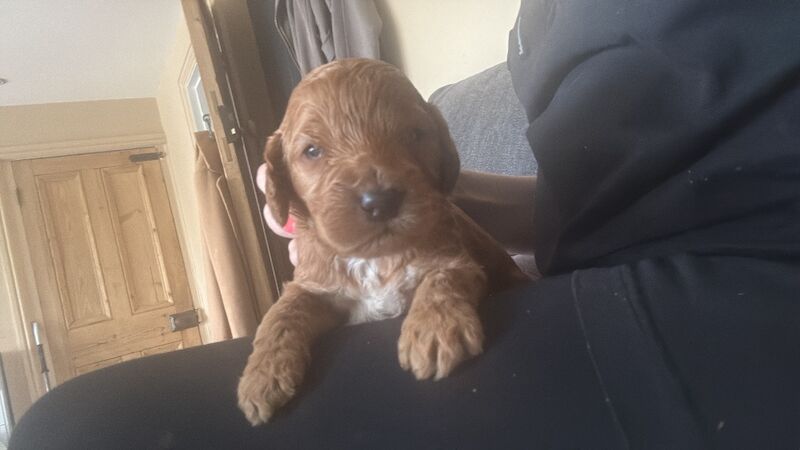 Cockapoo puppies for sale in Stoke, West Midlands – 2 weeks old