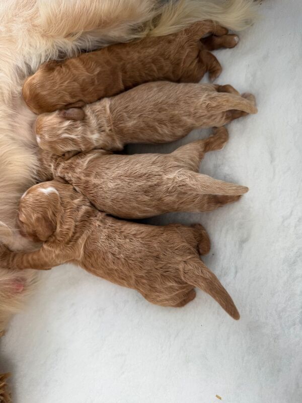Cockapoo puppies for sale in Stoke, West Midlands – 3 weeks old